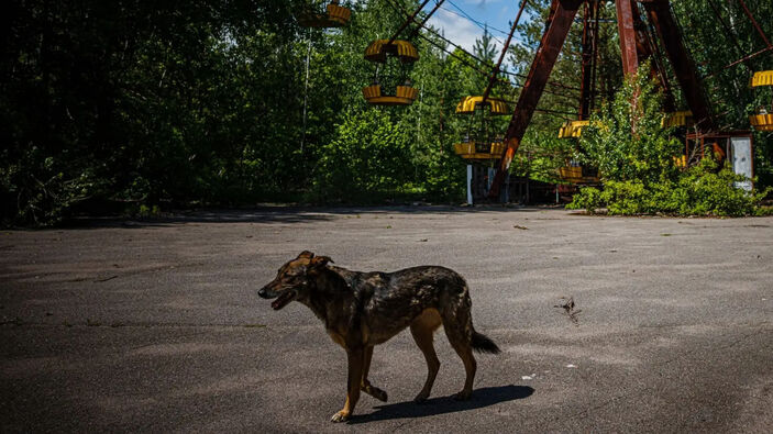 DNA yapısı farklı: Çernobil'in sokak köpeklerinde radyasyonun genetik etkileri inceleniyor